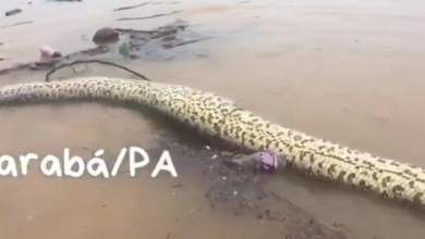Photo of Sucuri gigante é encontrada em rio no Pará e policial alerta para perigo; VÍDEO