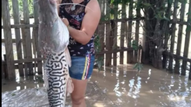 Photo of Mulher acha peixe de 12 quilos e 1,10 metro no quintal de casa atingida por cheia no AC: ‘almoço da família toda’