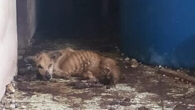 Photo of Cães são vítimas de maus-tratos no Marajó