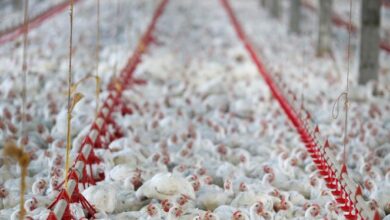 Photo of Primeiros casos de gripe aviária H5N8 são detectados em humanos