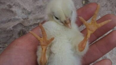 Photo of Pintinho nasce com 4 patas em Santa Isabel do PA
