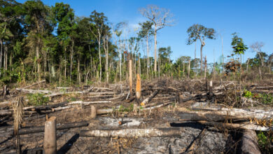 Photo of Desmatamento da Amazônia cai 70% em janeiro; ambientalistas citam aumento de chuvas