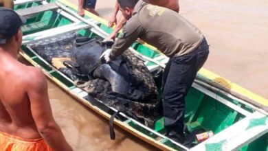 Photo of Peixe-boi de 200 kg é salvo por agentes ambientais de Santarém