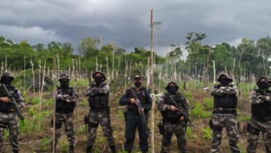 Photo of Polícia Militar localiza plantação com 25 mil pés de maconha na zona rural de Tailândia