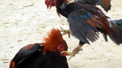 Photo of Galo de rinha mata o próprio dono com facada na virilha