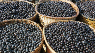 Photo of Guia de trânsito para transporte de açaí passa a ser obrigatória no Pará