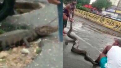 Photo of Após jacaré e cobra, que animal ainda precisará surgir nos canais da Pedreira para a PMB tomar providências?