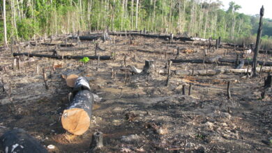 Photo of Pará responde por quase metade de todo o desmatamento na Amazônia em 2020