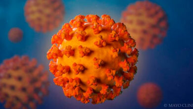 Photo of Pará já pode ter dois casos da nova cepa variante indiana