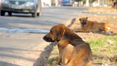 Photo of Vereadores querem regular a vida da bicharada em Marabá