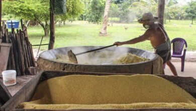 Photo of Farinha de Bragança recebe registro de Indicação Geográfica do INPI