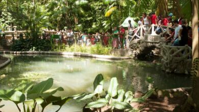 Photo of Bosque Rodrigues Alves reabre nesta quinta-feira após revitalização