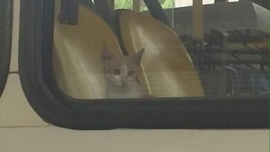 Photo of Gatinho “apanha” ônibus em Belém e viraliza nas redes sociais