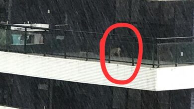 Photo of Cachorro vive supostamente abandonado na sacada de um prédio em Belém