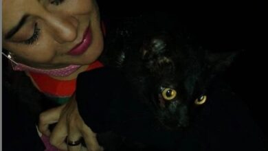 Photo of Paraense encontra gato perdido após embarque