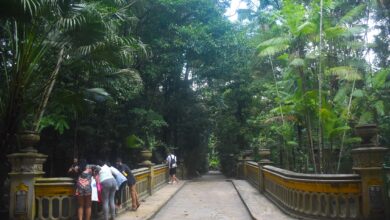 Photo of Internauta relata roubo dentro do Bosque Rodrigues Alves