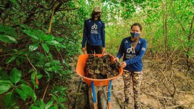 Photo of Viveiros ganham espaço nos mangues da Amazônia