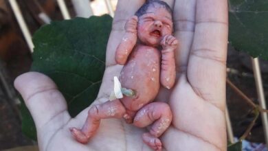 Photo of Conheça as miniaturas de bebês reais que ganharam a web