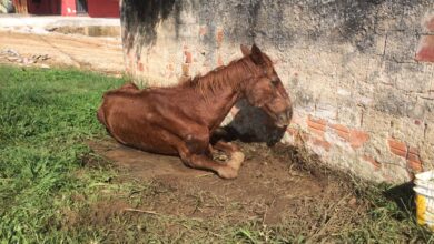 Photo of Prefeitura de Pirabas manda enterrar cavalos próximo a área de proteção ambiental