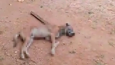 Photo of Funcionários da Equatorial Energia são acusados de matar cachorro a pauladas