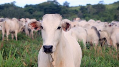 Photo of Suspensa exportação de carne para China após confirmação de mais um caso de ‘vaca louca’