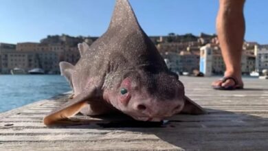 Photo of Tubarão com ‘rosto de porco’ é encontrado morto na Itália