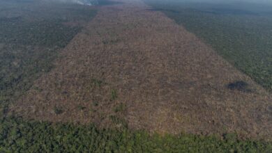 Photo of Desmatamento no mês chegou a 1.224 km², maior destruição para o período em 10 anos