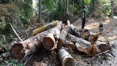Photo of Alertas de desmatamento na Amazônia batem recorde; Pará está em alerta