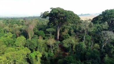 Photo of A nova commodity global – O crédito de carbono.