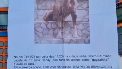 Photo of Pet desaparecido no bairro da Cidade Velha, em Belém