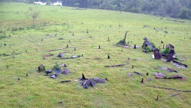 Photo of Mundo UFO : Stonehenge Brasileiro: Estruturas Megalíticas Descobertas no Amapá