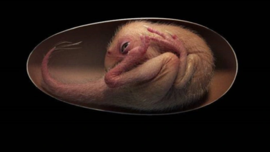 Photo of Cientistas encontram fóssil de bebê dinossauro preservado; veja fotos