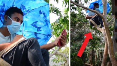 Photo of Aluno paraense que subia em árvore para acompanhar aula remota ganha internet
