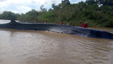 Photo of Baleia encalha em praia de Chaves, no Marajó