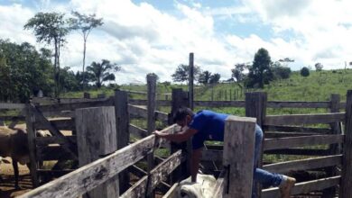 Photo of Pecuaristas têm até 31 de dezembro para vacinar rebanho contra a Febre Aftosa