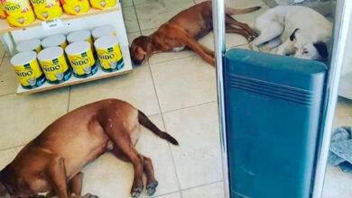 Photo of Só um ‘auzinho’; farmácia permite cães pegarem um ventinho
