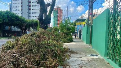 Photo of Moradores de Belém ficam indignados com poda de árvores