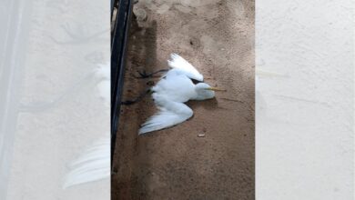 Photo of Abandonadas, garças agonizam na Praça Batista Campos