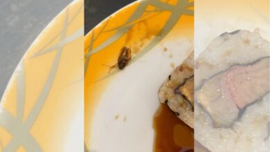 Photo of Restaurante divulga nota após cliente encontrar barata em sushi