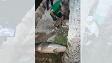 Photo of Moradores matam peixes de lago em condomínio de luxo