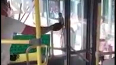 Photo of Macacos “invadem” ônibus na frente do Bosque Rodrigues Alves, em Belém