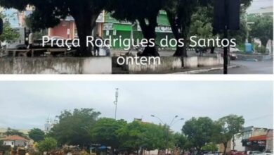 Photo of Prefeitura de Santarém derruba mangueiras centenárias para construir camelódromo