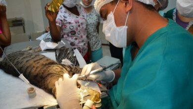 Photo of Hospital Veterinário da UFRA pode fechar