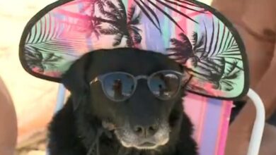 Photo of Pet estiloso curte primeiro dia do ano com look irreverente