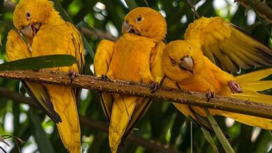 Photo of Cinco casais de ararajubas serão soltos no Parque do Utinga
