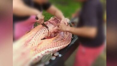 Photo of Pirarucu morto a pauladas em Ananindeua teria virado banquete