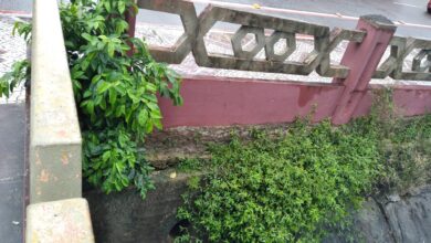 Photo of Matagal toma conta do canal da Doca