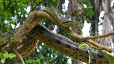 Photo of Cobra deixa cinco cidades paraenses no apagão