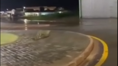 Photo of Vídeo: Jacaré é flagrado dando uma voltinha nas ruas de Canaã dos Carajás, no Pará