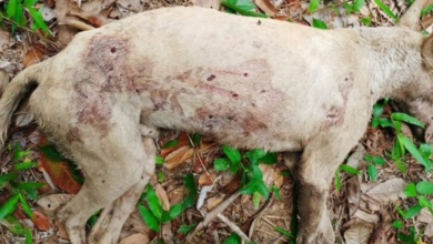 Photo of Vizinho mata cachorro a tiros de espingarda em Mocajuba